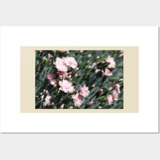 Wild pale pink carnations photography Posters and Art